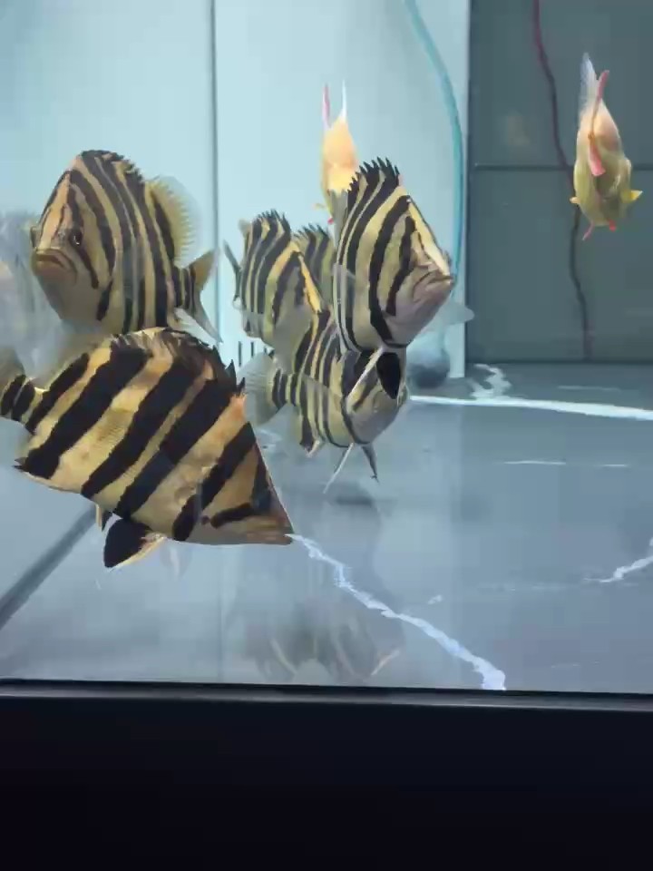 累麻了