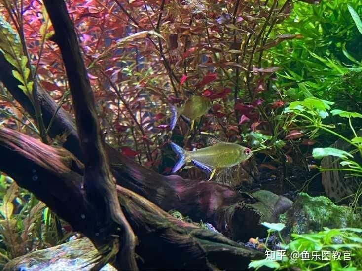 不打氧的魚缸養什么魚：不打氧的魚缸養什么魚缸養魚需要考慮到魚的品種、對氧氣的需求
