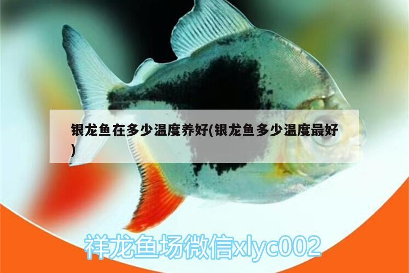 銀龍魚在多少溫度養好(銀龍魚多少溫度最好)