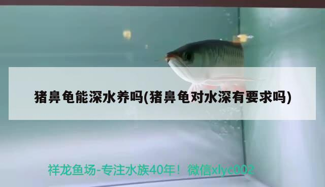 豬鼻龜能深水養嗎(豬鼻龜對水深有要求嗎) 豬鼻龜能深水養嗎(豬鼻龜對水深有要求嗎) 豬鼻龜百科 第2張