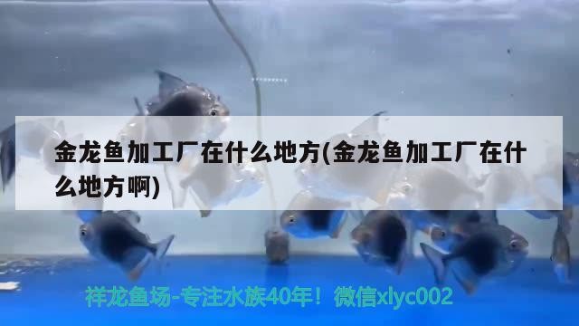 金龍魚加工廠在什么地方(金龍魚加工廠在什么地方啊)