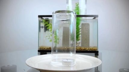 玻璃杯魚缸：玻璃杯魚缸是一種常見的魚類養殖容器既可以作為單獨的魚缸使用