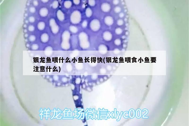 銀龍魚喂什么小魚長得快(銀龍魚喂食小魚要注意什么)