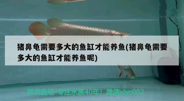 豬鼻龜需要多大的魚缸才能養魚(豬鼻龜需要多大的魚缸才能養魚呢)