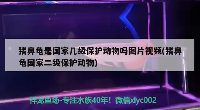 豬鼻龜是國家幾級保護動物嗎圖片視頻(豬鼻龜國家二級保護動物)