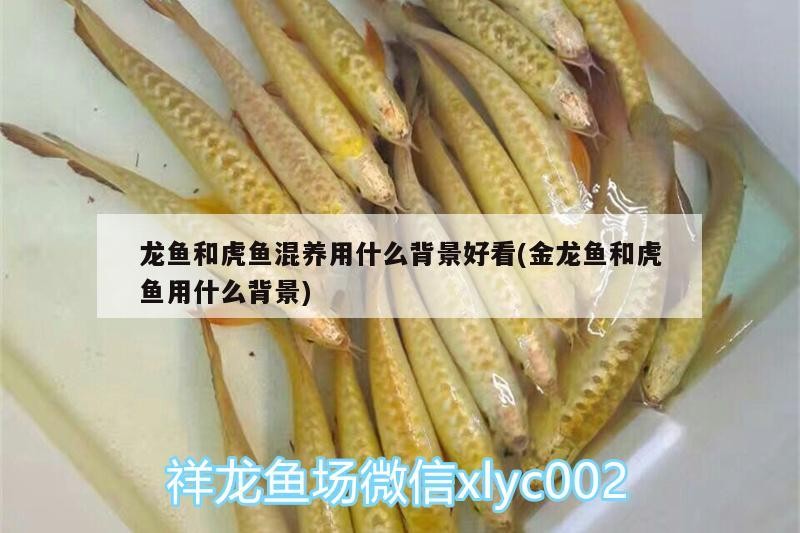龍魚和虎魚混養(yǎng)用什么背景好看(金龍魚和虎魚用什么背景)