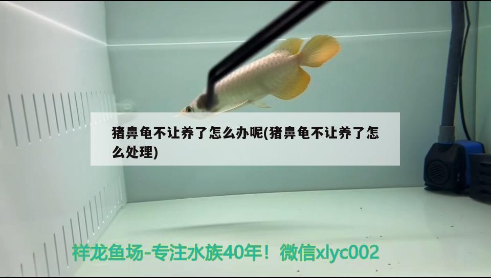 豬鼻龜不讓養了怎么辦呢(豬鼻龜不讓養了怎么處理)