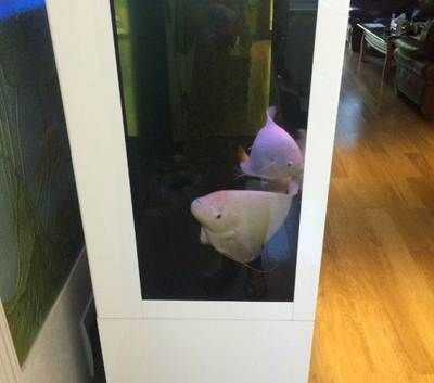 大魚缸搬家是怎么運動的：大魚缸搬家的注意事項