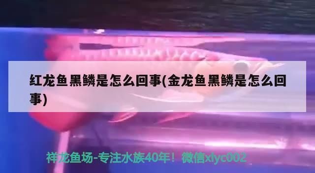 如何養龍魚不兜嘴vs祥龍魚場：養龍魚不兜嘴需要注意什么？ 如何養龍魚不兜嘴vs祥龍魚場：養龍魚不兜嘴需要注意什么？ vs祥龍魚場 第5張