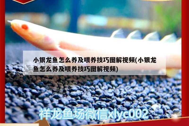 小銀龍魚怎么養及喂養技巧圖解視頻(小銀龍魚怎么養及喂養技巧圖解視頻)