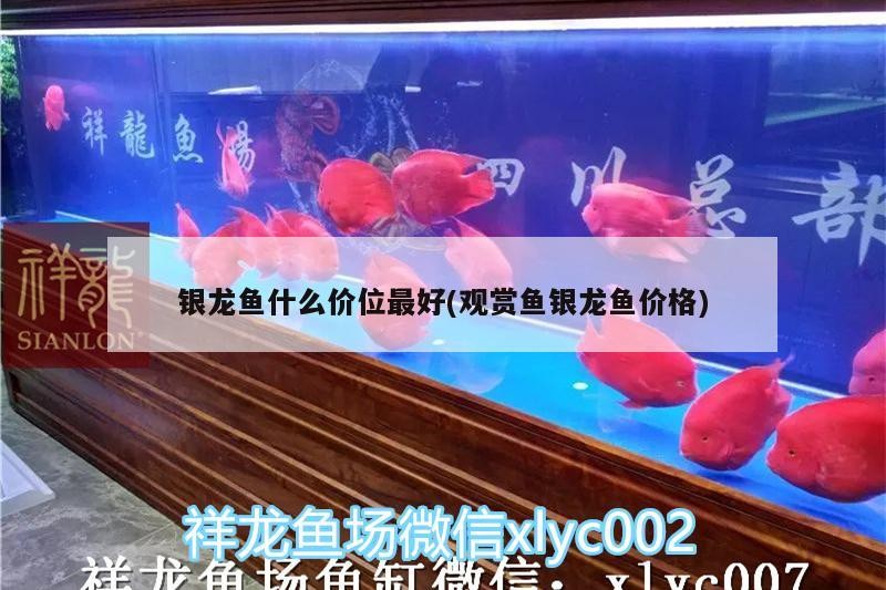 飼料 銀龍魚什么價(jià)位最好(觀賞魚銀龍魚價(jià)格) 銀龍魚百科 銀龍魚什么價(jià)位最好(觀賞魚銀龍魚價(jià)格) 銀龍魚什么價(jià)位最好(觀賞魚銀龍魚價(jià)格) 銀龍魚百科