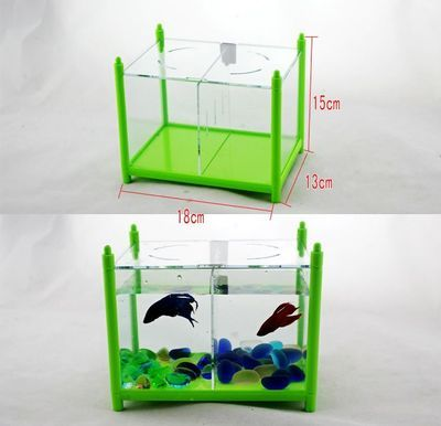 虎皮魚的飼養方法：虎皮魚喜歡在水的中層游動，