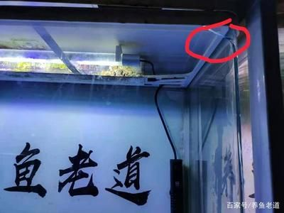 玻璃魚缸會自己爆裂嗎 玻璃魚缸會自己爆裂嗎 魚缸百科 第2張