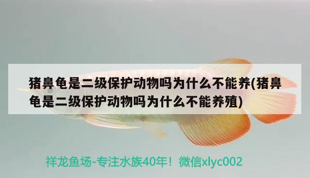 豬鼻龜是二級保護動物嗎為什么不能養(豬鼻龜是二級保護動物嗎為什么不能養殖)