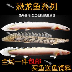 虎紋魚的飼養技巧：虎紋魚的起源與進化