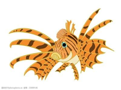 虎紋魚的飼養技巧：虎紋魚的起源與進化