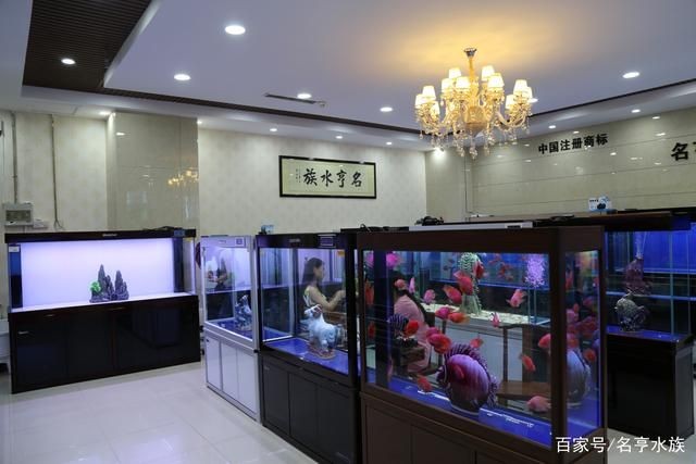 東莞虎門魚缸店地址：東莞市虎門魚缸店