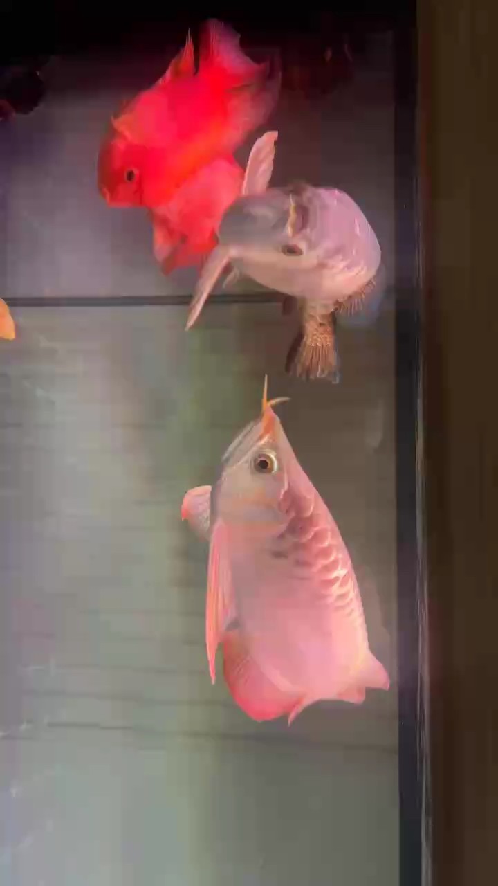架沒少打 掉鱗散尾 家常便飯 狀態(tài)好就行 架沒少打 掉鱗散尾 家常便飯 狀態(tài)好就行 龍魚論壇 第1張