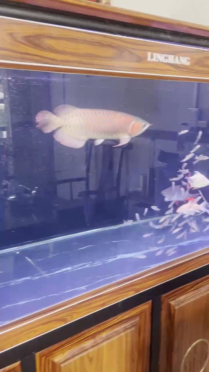退坑了，賤賣處理 退坑了，賤賣處理 龍魚論壇
