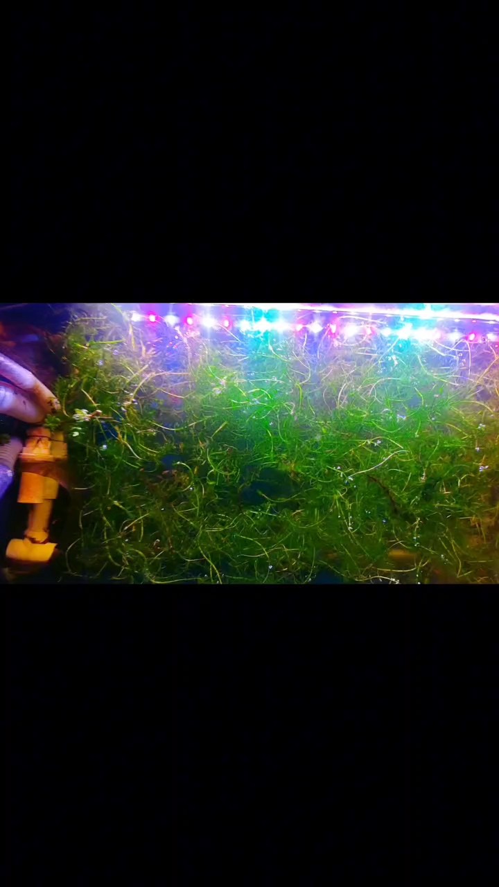 過濾缸里的孔雀魚