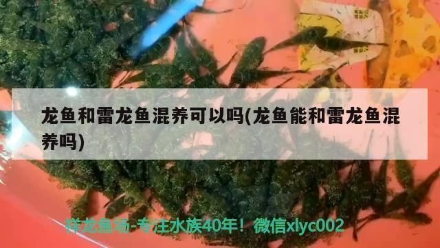 紅龍魚和雷龍魚可以混養嗎嗎