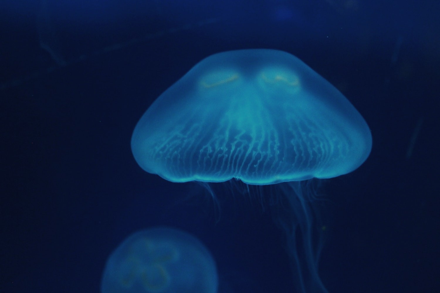 秘制盤龍魚的做法步驟圖片大全欣賞