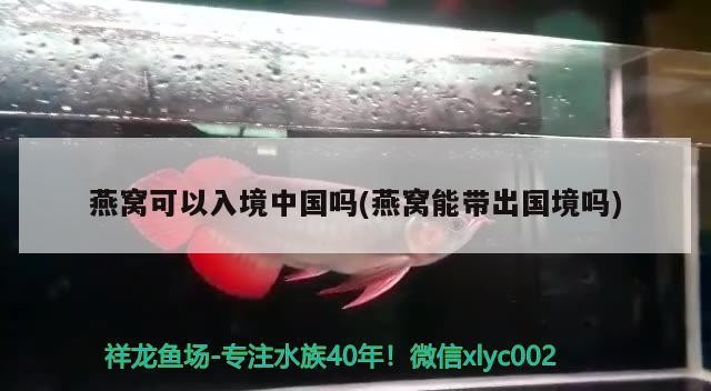 抓魚也很帥
