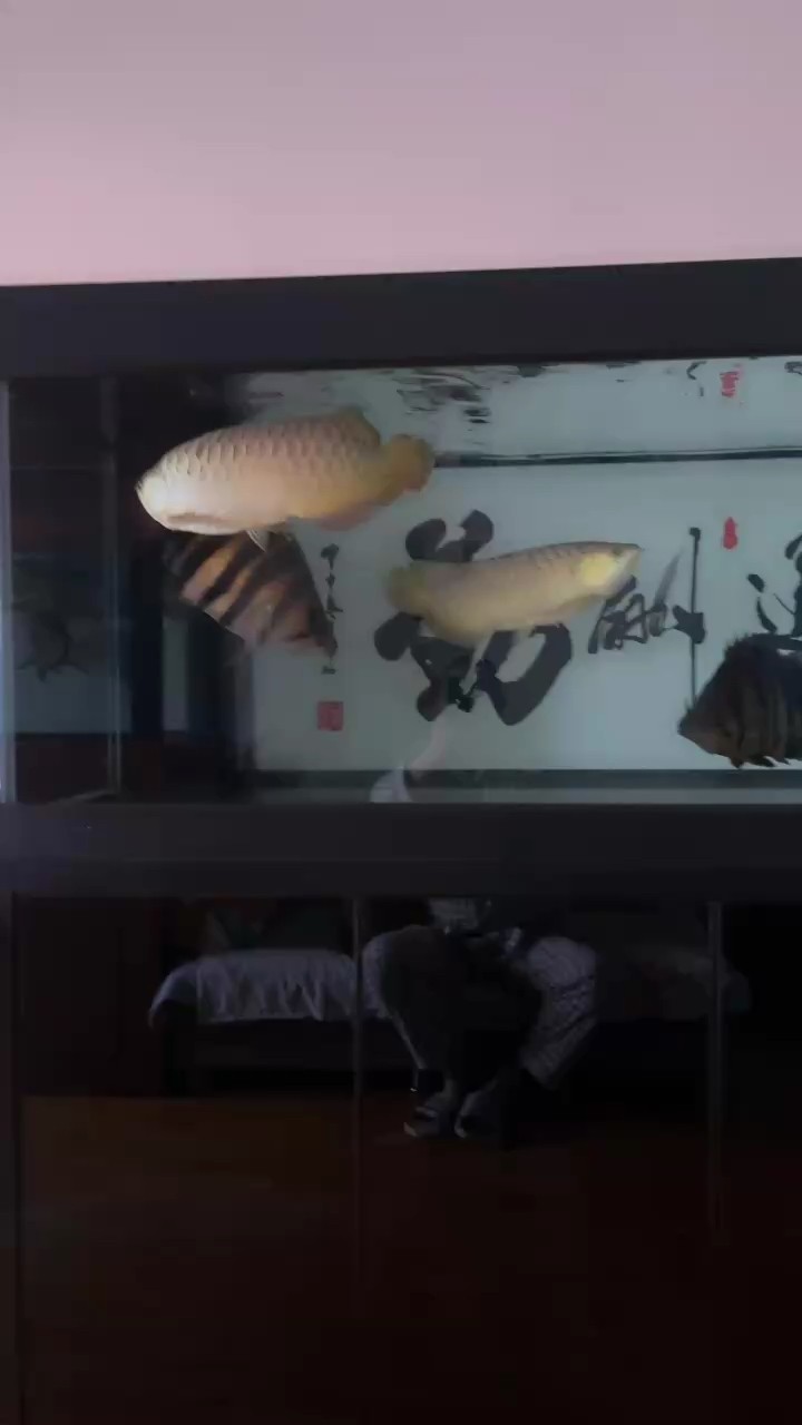 龍魚胡須掉落后的再生時間主要取決于損傷程度影響因素，龍魚胡須掉了會感染嗎