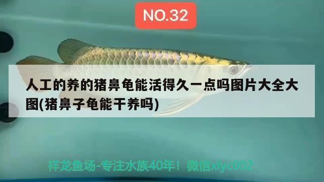 人工的養(yǎng)的豬鼻龜能活得久一點(diǎn)嗎圖片大全大圖(豬鼻子龜能干養(yǎng)嗎)