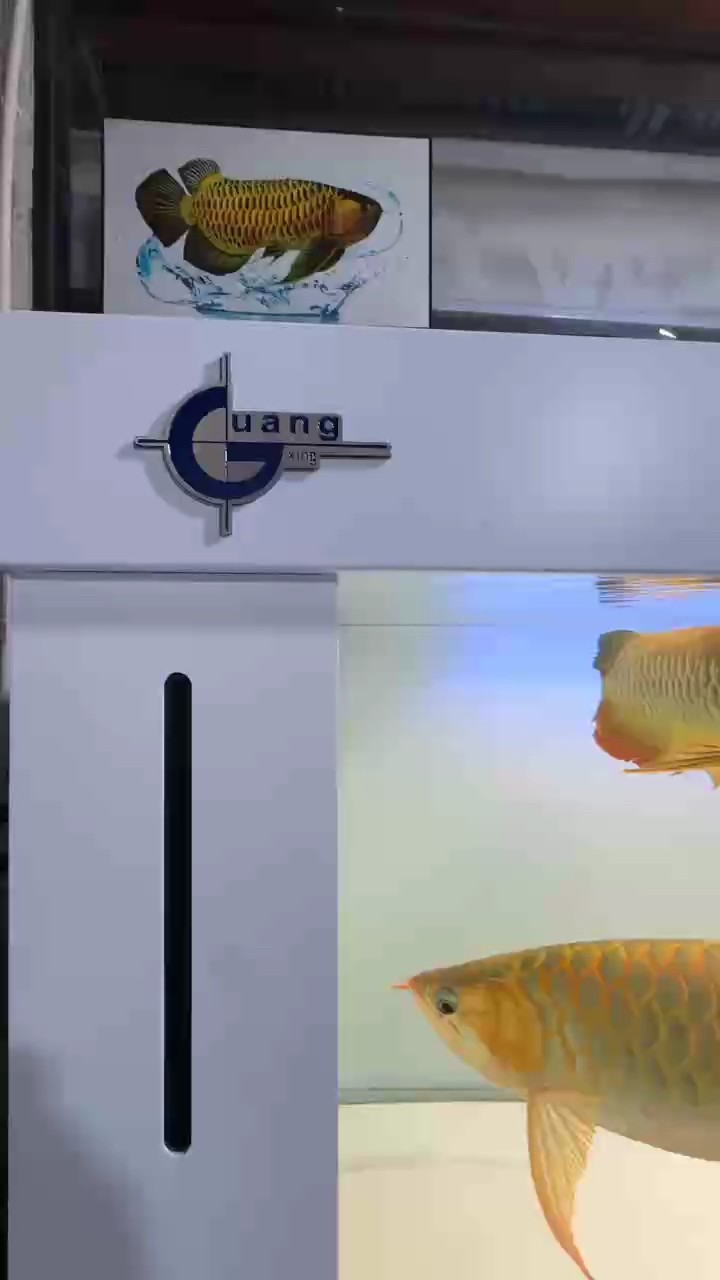 魚癡5號系統