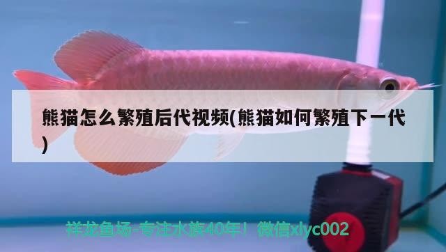 熊貓怎么繁殖后代視頻(熊貓如何繁殖下一代)
