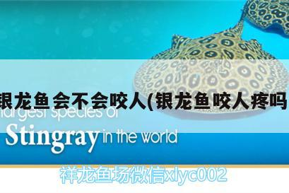 魚缸 銀龍魚會不會咬人(銀龍魚咬人疼嗎) 銀龍魚百科 銀龍魚會不會咬人(銀龍魚咬人疼嗎) 銀龍魚會不會咬人(銀龍魚咬人疼嗎) 銀龍魚百科