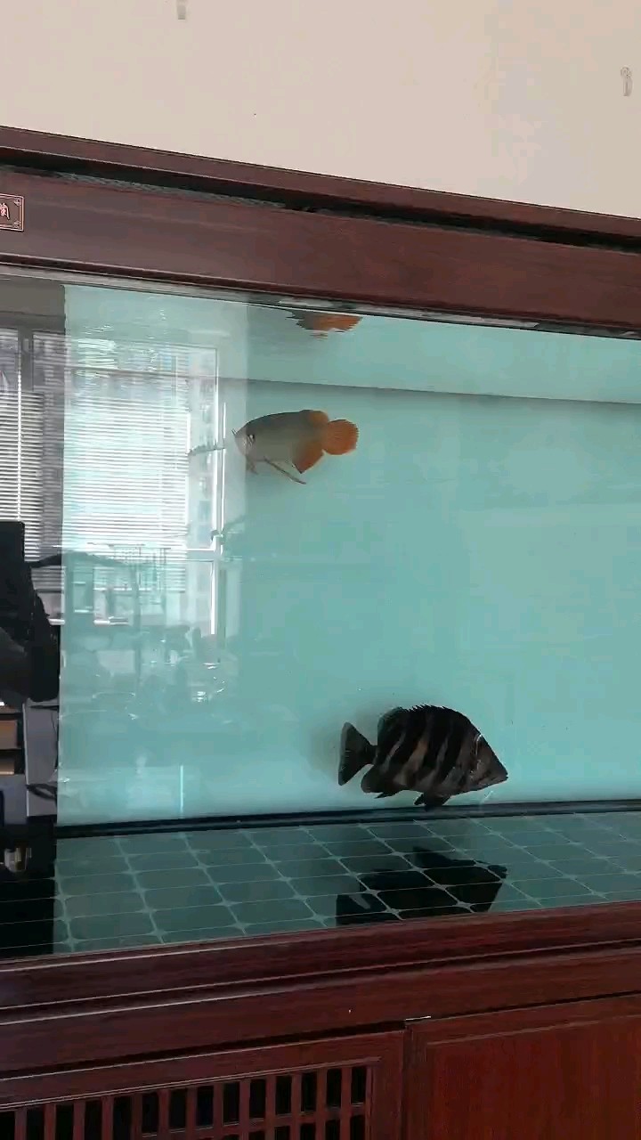 在送走我的金龍兄弟時隔一年之際，又迎來小紅龍一位，希望它在我的盡心照料下好好表現，第一天它的虎魚朋友似乎不太友善，認識需要一個過程??