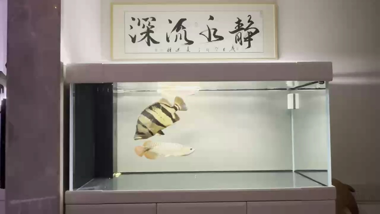 五年虎魚