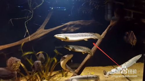 龍魚檢疫需要多長時間一次檢測vs祥龍魚場：祥龍魚場龍魚檢疫標準流程介紹
