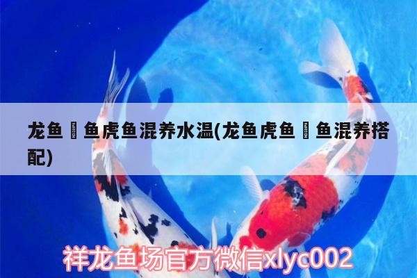 龍魚魟魚虎魚混養水溫(龍魚虎魚魟魚混養搭配)