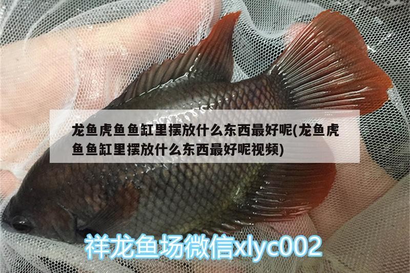 龍魚(yú)虎魚(yú)魚(yú)缸里擺放什么東西最好呢(龍魚(yú)虎魚(yú)魚(yú)缸里擺放什么東西最好呢視頻) 龍魚(yú)虎魚(yú)魚(yú)缸里擺放什么東西最好呢(龍魚(yú)虎魚(yú)魚(yú)缸里擺放什么東西最好呢視頻) 虎魚(yú)百科