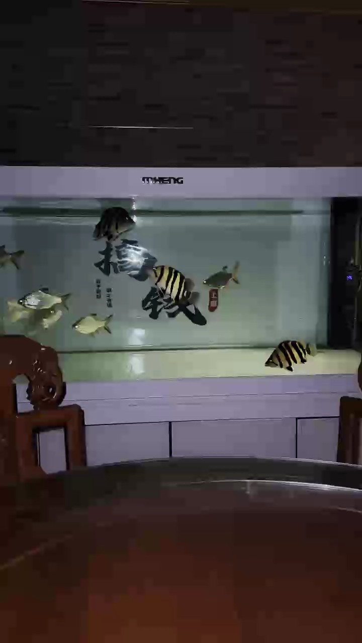 夜景下的虎