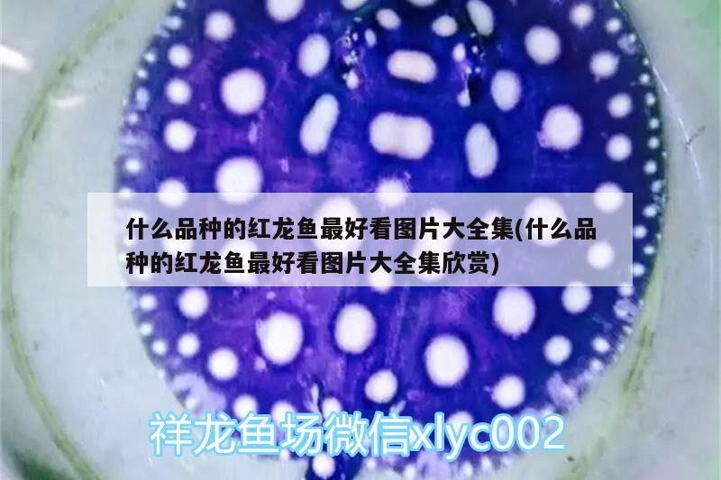 什么品種的紅龍魚最好看圖片大全集(什么品種的紅龍魚最好看圖片大全集欣賞)