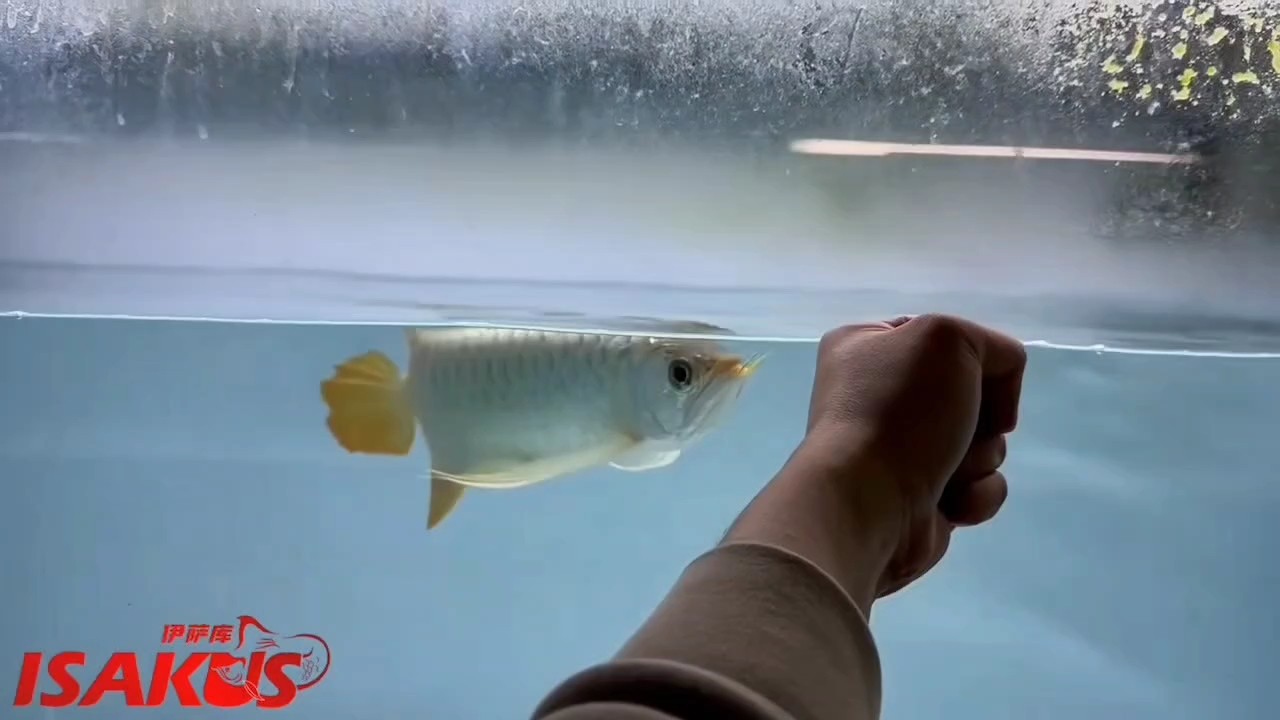 鈍頭大胸鰭大尾巴