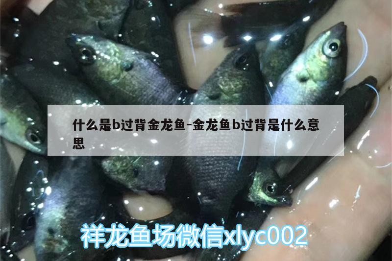 什么是b過背金龍魚:金龍魚b過背是什么意思