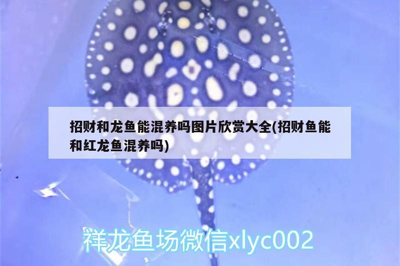 招財和龍魚能混養嗎圖片欣賞大全(招財魚能和紅龍魚混養嗎)