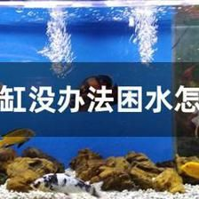 大魚缸困水怎么辦：大魚缸困水怎么辦？