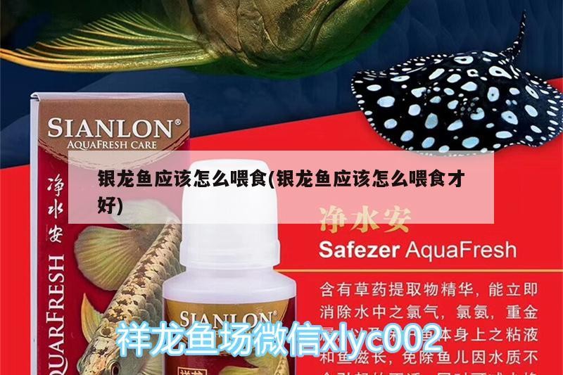 銀龍魚應該怎么喂食(銀龍魚應該怎么喂食才好)