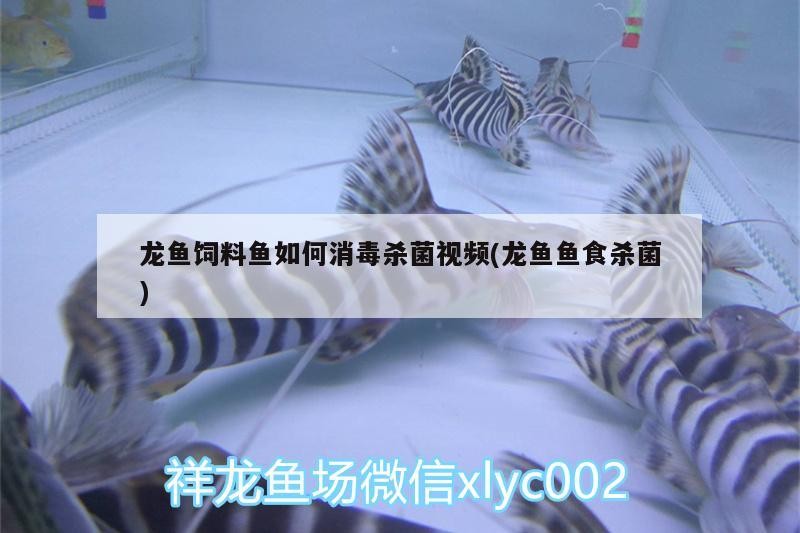 金龍魚 龍魚飼料魚如何消毒殺菌視頻(龍魚魚食殺菌) 魟魚百科 龍魚飼料魚如何消毒殺菌視頻(龍魚魚食殺菌) 龍魚飼料魚如何消毒殺菌視頻(龍魚魚食殺菌) 魟魚百科