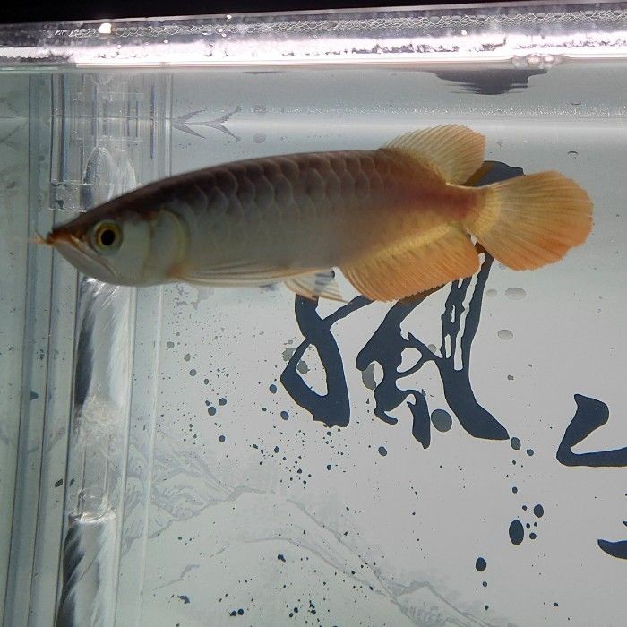 吃了面包蟲絕食了怎么辦 吃了面包蟲絕食了怎么辦 魟魚百科 第2張