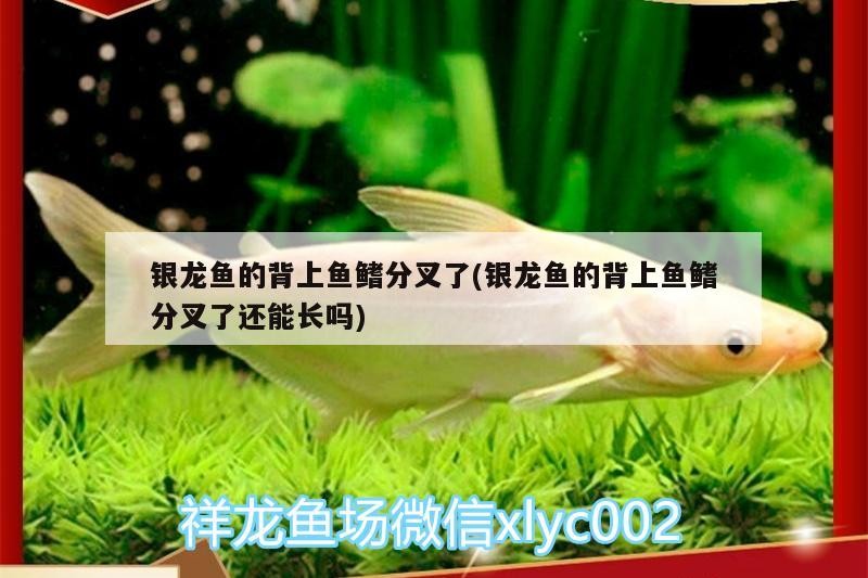 銀龍魚的背上魚鰭分叉了(銀龍魚的背上魚鰭分叉了還能長嗎)