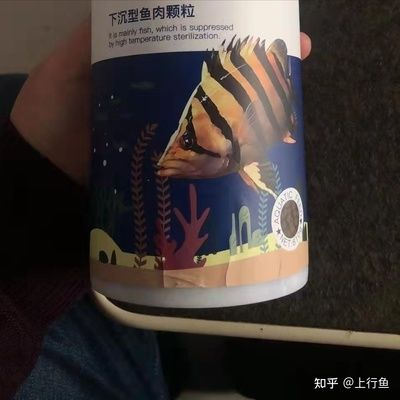 虎魚吃活蝦嗎：虎魚喜歡吃活蝦，但不意味著應該無條件給予，虎魚吃活蝦嗎 虎魚吃活蝦嗎：虎魚喜歡吃活蝦，但不意味著應該無條件給予，虎魚吃活蝦嗎 虎魚百科 第1張