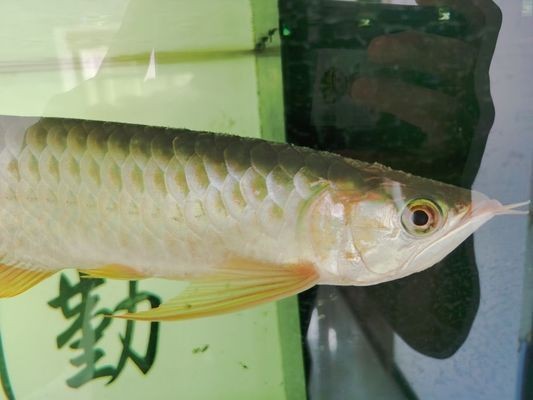 慶大霉素治療龍魚水霉vs祥龍魚場：慶大霉素對龍魚水霉病的預防