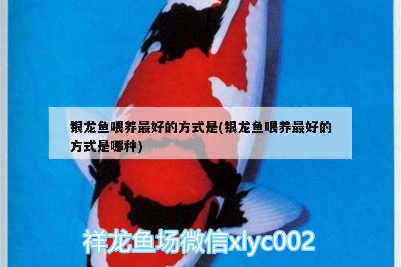 銀龍魚喂養最好的方式是(銀龍魚喂養最好的方式是哪種)